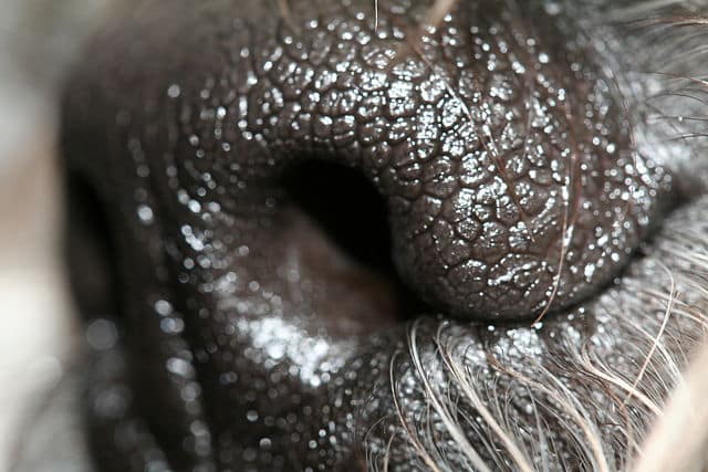 A dog’s nose is 10,000 times more powerful than our noses