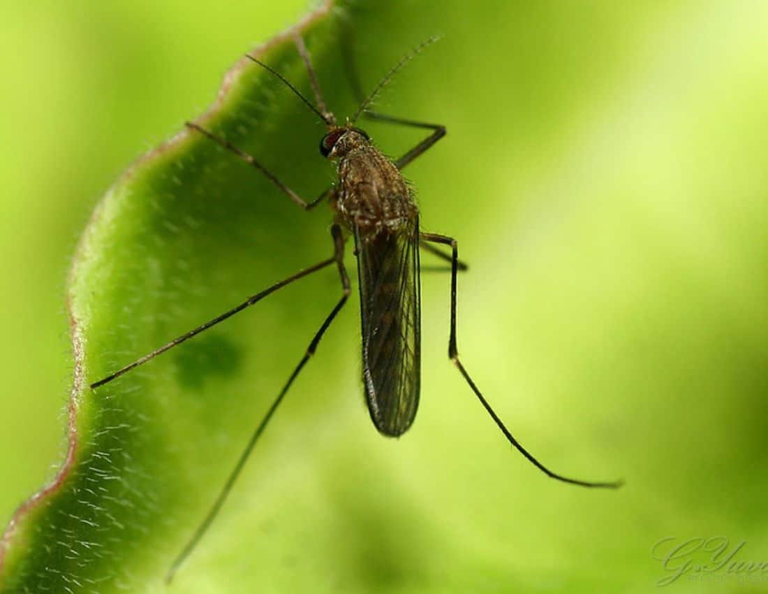 A mosquito sitting on a plant
