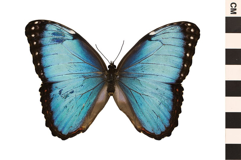 10 Beautiful Butterfly Species - Smore Science Magazine